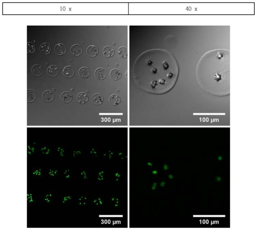 MEFs 세포 분사 실험 결과(concentration 2 × 106 cells/mL)