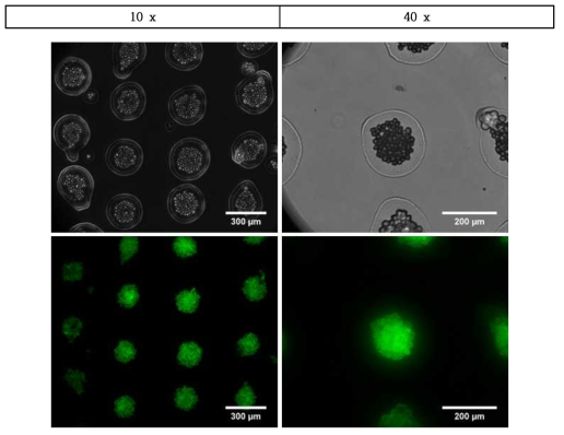 MEFs 세포 분사 실험 결과(concentration 1 × 107 cells/mL)