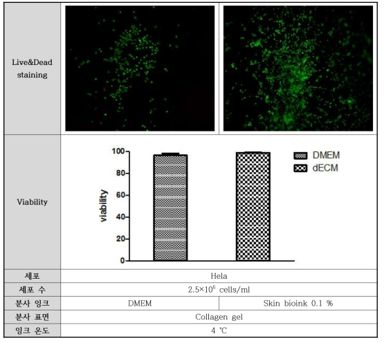 세포가 포함된 바이오잉크를 collagen gel에 프린팅 실험 결과