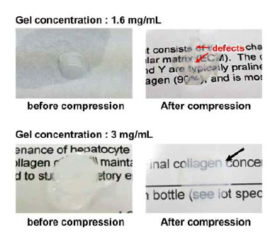 콜라겐 농도 조건에 따른 탈수/압축 전후 콜라겐 시트 형상