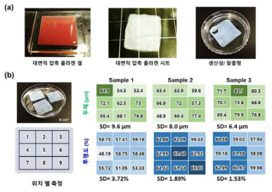 대면적 압축 콜라겐시트 (a)제작 및 (b)균일도 평가