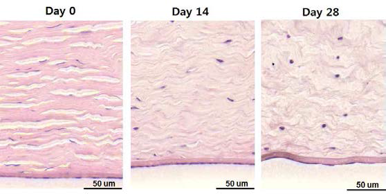 비글견의 각막 배양 후 0, 14 및 28일째에 실시한 조직학적 평가. 아래쪽 기질층과 내피층 (H&E staining, scale bar = 50 ㎛)