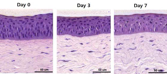 돼지의 각막 배양 후 0, 3 및 7일째에 실시한 조직학적 평가. 상피층과 위쪽 기질층 (H&E staining, scale bar = 50 ㎛)