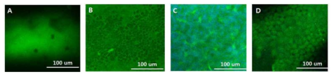 돼지 각막의 two-photon microscopy 촬영 사진. A) 표층 상피, B) 기저층 상피, C) 기질층, D) 내피층