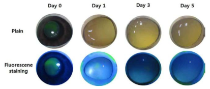 돼지 각막의 상피층 손상 0, 1, 3 및 5일째에 실시한 형광염색된 각막 사진