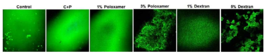 Ex vivo에서 배양한 돼지각막의 탈수제별 confocal microscopy 사진