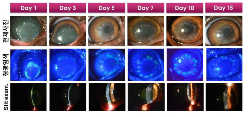 비글견에서 slit lamp 검사를 통한 각막질환 모델의 유효성 검사