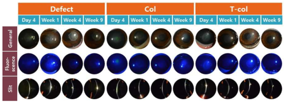 비글에서 Riboflavin/UV-A 광화학적 가교를 이용하여 sutureless attachment system으로 콜라겐 쉴드를 부착시킨 후 4일, 1주, 4주, 9주째 콜라겐 쉴드의 유효성 평가