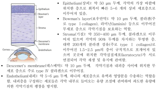 각막의 구조 및 기능