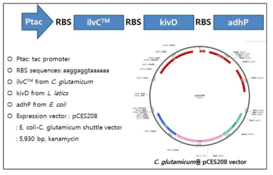 L.lactis 유래의 kivd, E.coli 유래의 adhP와 NADPH-dependent ilvCTM의 오페론