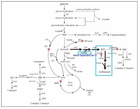 이소부탄올 생산 부산물 생성억제를 위한 균주개발