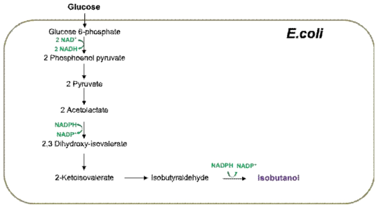 포도당으로부터 이소부탄올 생산 경로