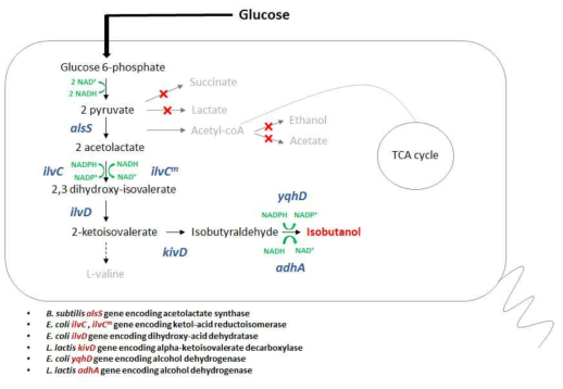 이소부탄올 생합성 경로에서 발생하는 부산물 생성이 제거된 재조합 대장균