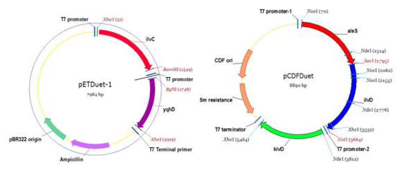 재구축한 pETDuet-1_ilvC_yqhD와 pCDFDuet-1_alsS_ilvD _kivD의 발현 벡터