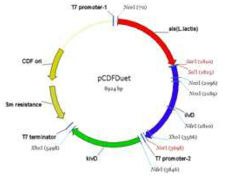 구축한 pCDFDuet-1_alsSL_ilvD_kivD의 발현 벡터