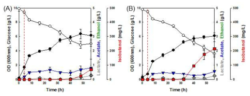 L. lactis 유래 noxE 유전자 도입된 E. coli MG1655(DE3)의 회분식 배양 결과 A - pACYCDuet_adhA_ilvCm-ch13 B - pACYCDuet_adhA_noxE_ilvCm-ch13