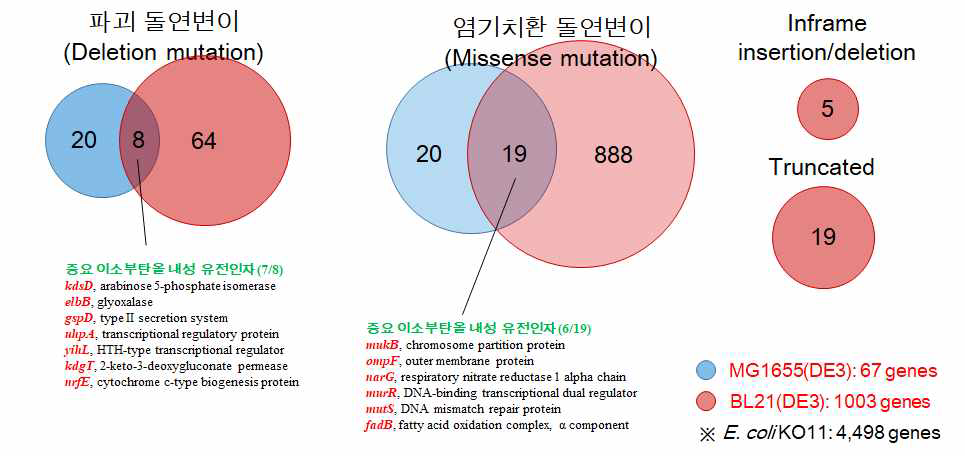 진화공학이용 이소부탄올 돌연변이 균주들의 유전체 분석 결과