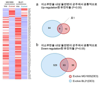 이소부탄올 내성 돌연변이 균주들의 전사체 분석 결과