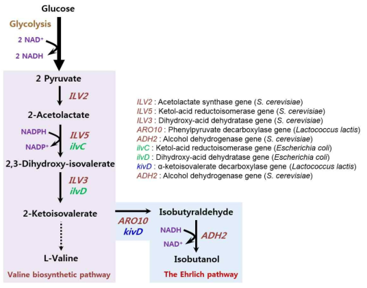 효모에서의 isobutanol 생합성 대사 경로