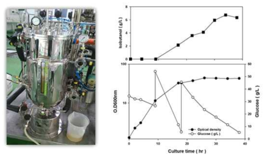 30L 발효조로부터 대장균의 이소부탄올 생산