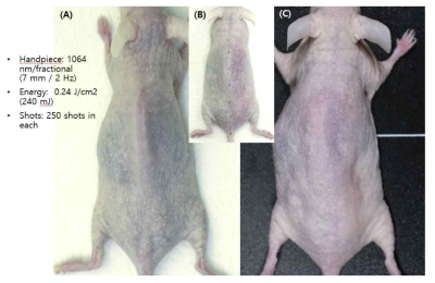 Old mice에 picosecond laser 처리 전(A), 처리 직후(B), 마지막 처리 4주후(C) 임상사진과 치료 파라미터