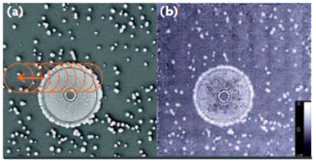 (a) SEM 사진에 표현된 ptychography를 위한 poing scanning, (b) ptychography 방법으로 재구성된 이미지