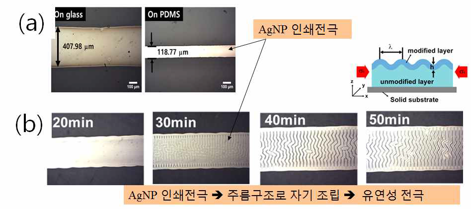 주름구조 자기조립에 의한 유연전극 제조: (a) 기판에 따른 금속기반 AgNP 전극, (b) 웨이퍼상에 유연전극을 구현하는 원리. UV 조사 시간에 따른 PDMS의 swelling 변화로 얻은 주름수 증가원리 사용