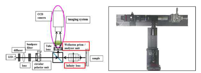 Wollaston prism을 이용한 IE 구성도 (좌) 및 광학계 구조 (우)