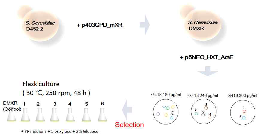 Multi intergration 벡터를 이용한 효모 유전체 편집 모식도