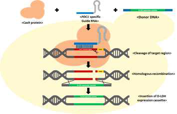 CRISPR/Cas9 방법에 의한 D-Ldh 도입 및 PDC1 제거 과정