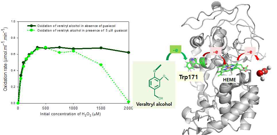 LiPH8 의 veratryl alcohol 산화 활성에 대한 과산화수소 및 guaiacol 의 영향