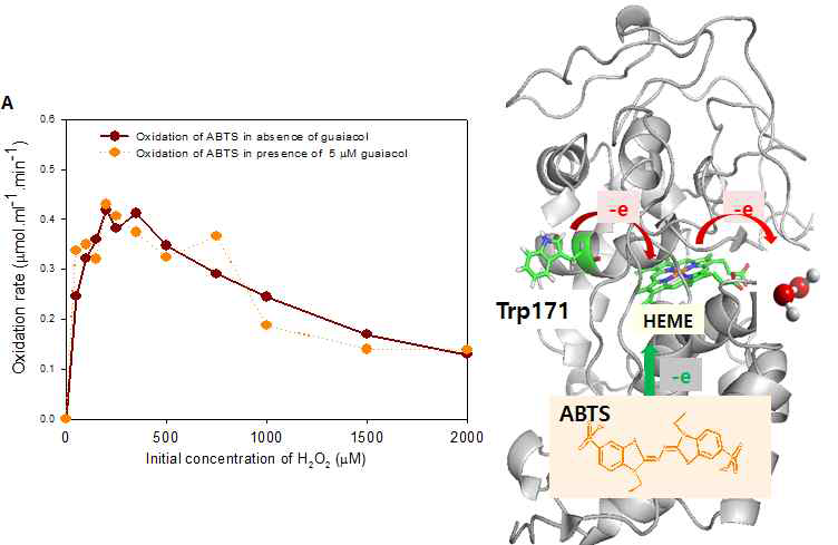 LiPH8 의 ABTS 산화 활성에 대한 과산화수소 및 guaiacol 의 영향