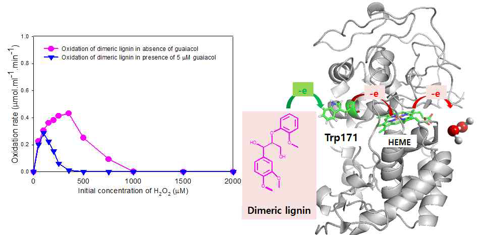 LiPH8 의 VGE 산화 활성에 대한 과산화수소 및 guaiacol 의 영향