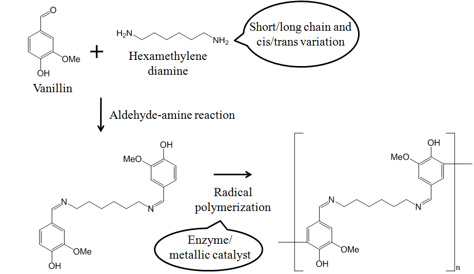 Aliphatic diamine-protocatechuic aldehyde monomer 응용 고분자 합성 전략