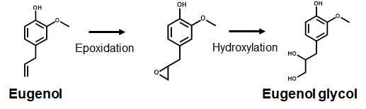 Eugenol의 hydroxylation 반응 개략도
