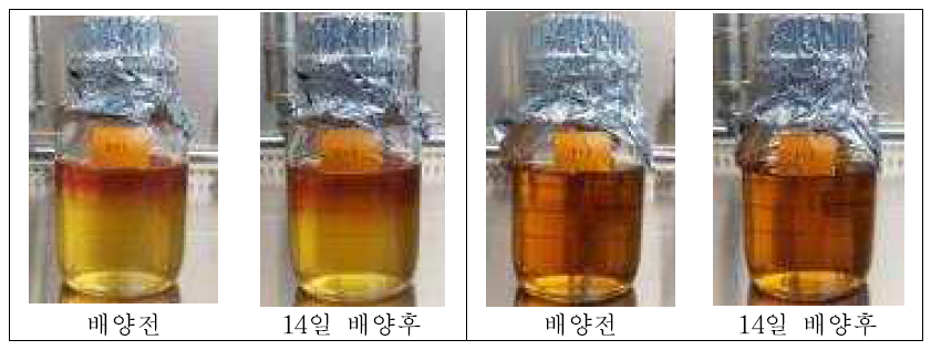 Fluid Tioglycollate Medium(좌), Trypticase Soy Broth(우)