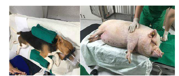 실험을 위해 준비된 비글견 (왼쪽)과 돼지 (오른쪽)