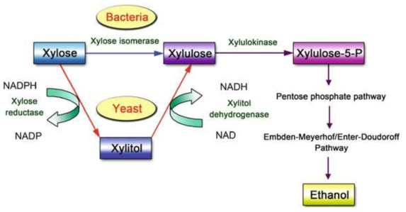박테리아와 효모에서 xylose-metabolizing pathway 적용