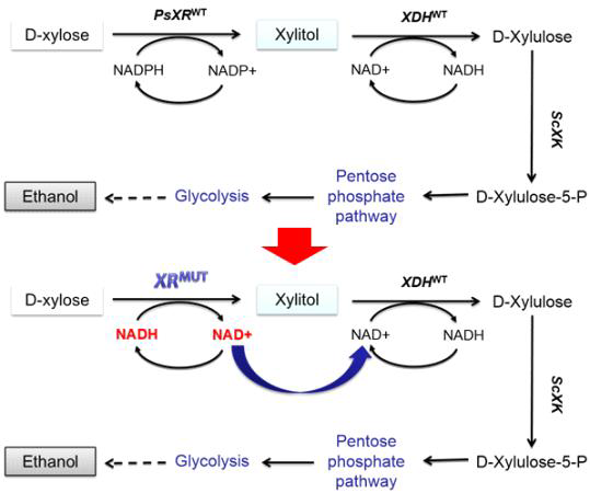 P. stipitis의 xylose reductase mutant (XRMUT)과 xylitol dehydrogenase (XDHWT) 유전자 재조합을 한 S. cerevisiae의 에탄올 생산 경로