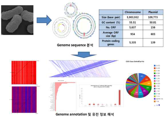 2,3-BDO 생산 균주의 Genome 정보 분석