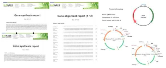 유전자 제거/발현을 위한 DNA 합성 및 Plasmid 제작