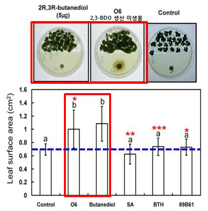 (R,R)-2,3-BDO 또는 (R,R)-2,3-BDO 생산 미생물 처리 시 식물 (Tobacco) 생장 (Mol. Plant. Microbe. Interact. 2006, 19(8):924-930)