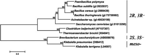 2,3-BDO 생산 균주들의 Phylogenetic tree (http://aem.asm.org/content/77/12/4230/F2.expansion.html)