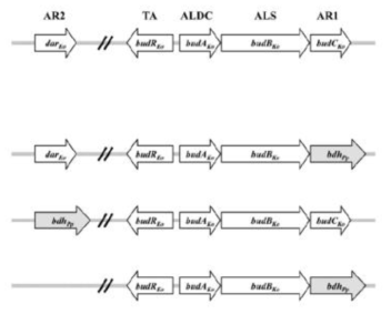 기존 2,3-BDO 생산 균주 내 (R,R)-2,3-BDO dehydrogenase 유전자 도입을 위한 전략 및 유전자 Tools 제작