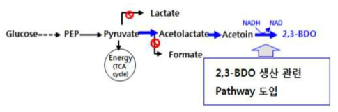 Escherichia coli 균주에 2,3-BDO 생산 관련 Pathway 도입 및 부산물 생성 Pathway 차단