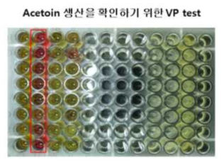 Acetoin 생성 확인을 위한 VP-test (빨간색: positive, 노란색: negative)