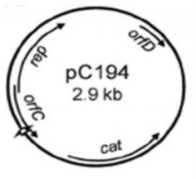 Bacillus licheniformis 형질전환에 이용되는 pC194 플라스미드