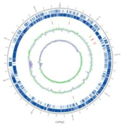 GSC4071 미생물의 유전체 지도