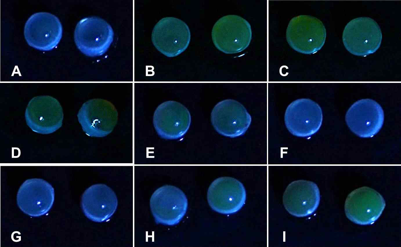 형광 염색 후 각 시험군별 대표 안구 사진 A: 무처치 대조군, B: 음성 대 조군(생리식염수), C: 음성대조군 (blank), D: 시험물질 1, E: 시험물질 2, F: 시험 물질 3, G: 비교물질 1, H: 비교물질 2, I: 비교물질 3