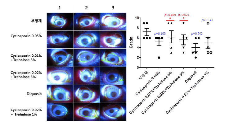 각 시험군별 형광염색 결과 (좌) 및 각막 염색 점수 (grade) 결과 (우)